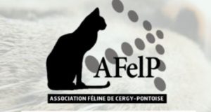 Association Feline De Cergy Pontoise L Arche Des Associations